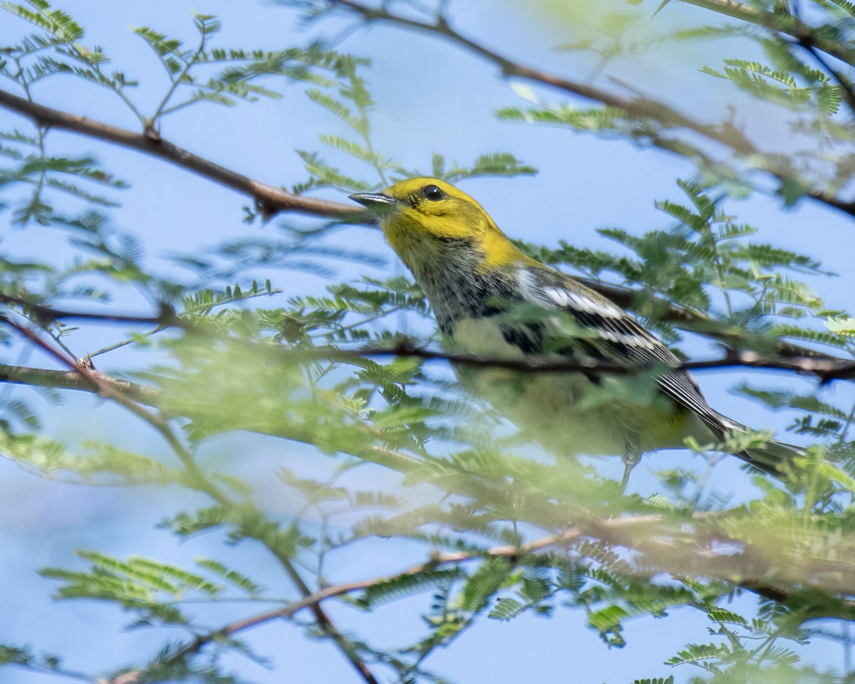 Black-throated Green Warbler - ML644248152