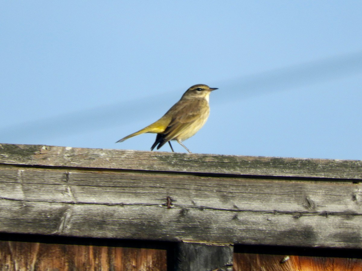 Palm Warbler - ML644248157