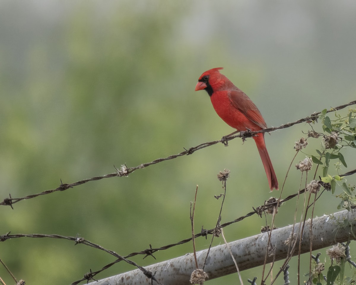 Northern Cardinal - ML644248159