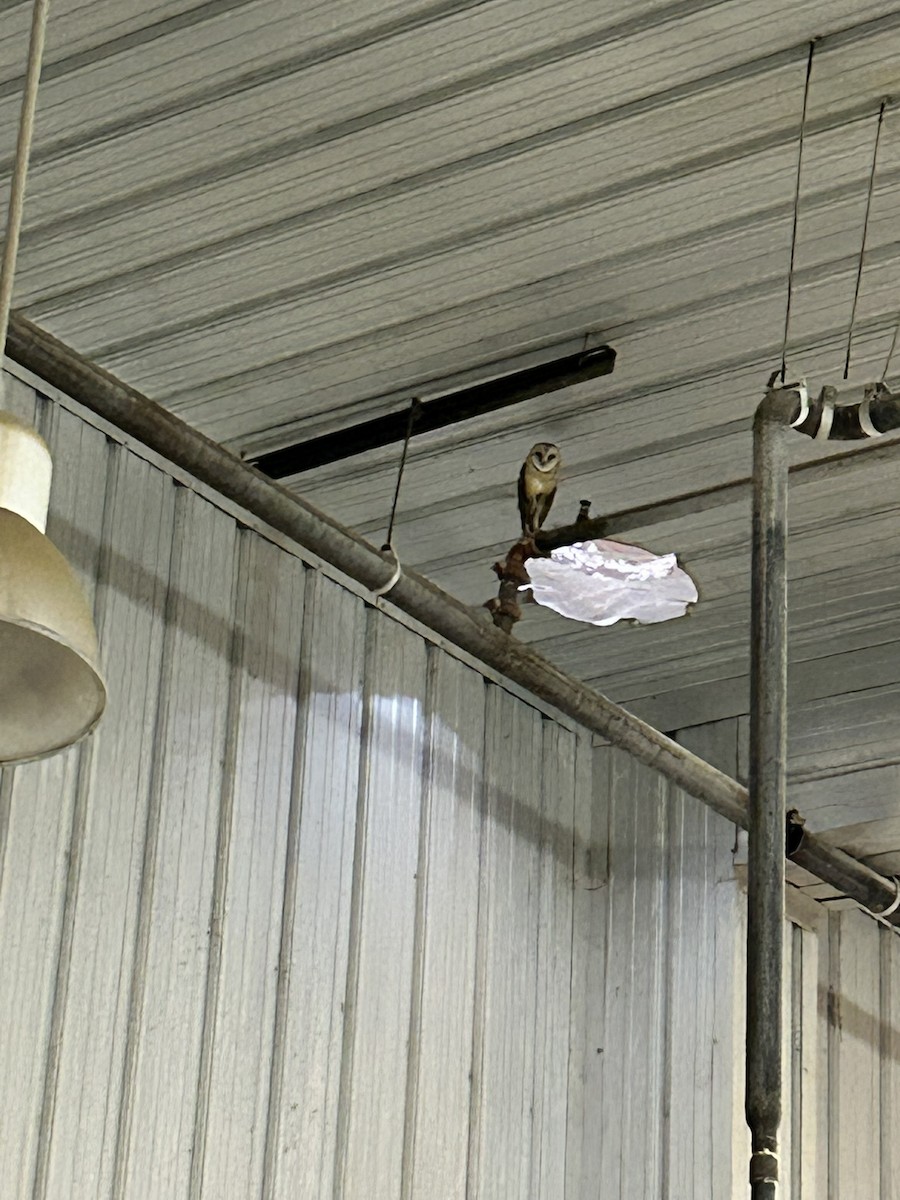 American Barn Owl - ML644248163