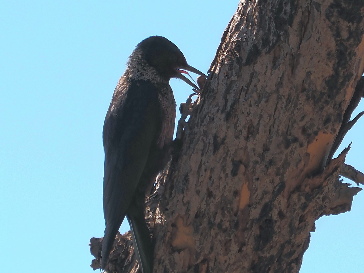 Lewis's Woodpecker - ML644248164