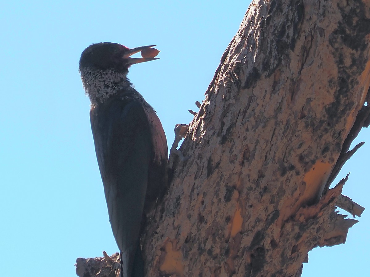 Lewis's Woodpecker - ML644248165