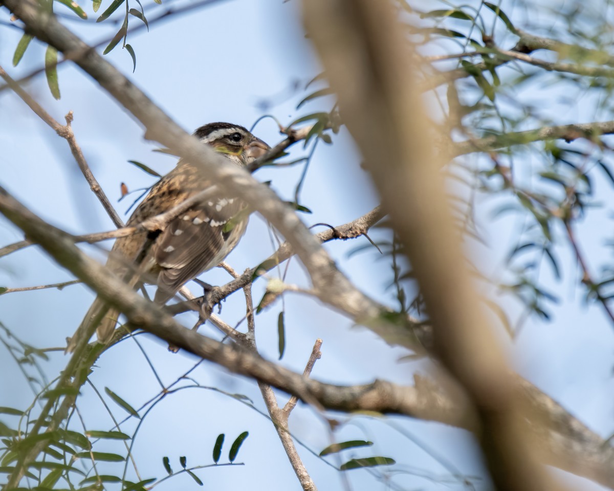 Rose-breasted Grosbeak - ML644248166
