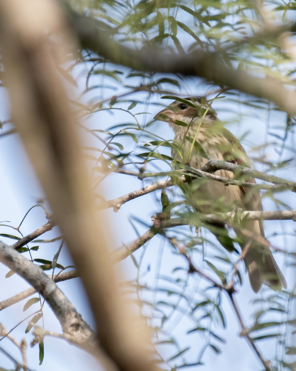 Rose-breasted Grosbeak - ML644248167