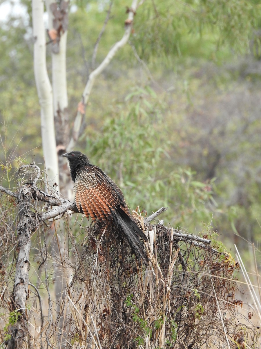 Pheasant Coucal - ML644248168