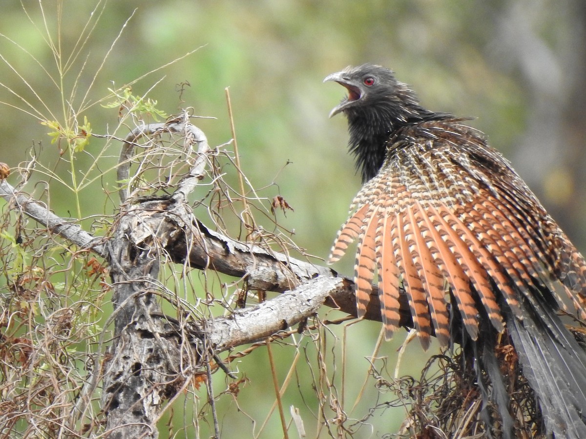 Pheasant Coucal - ML644248169