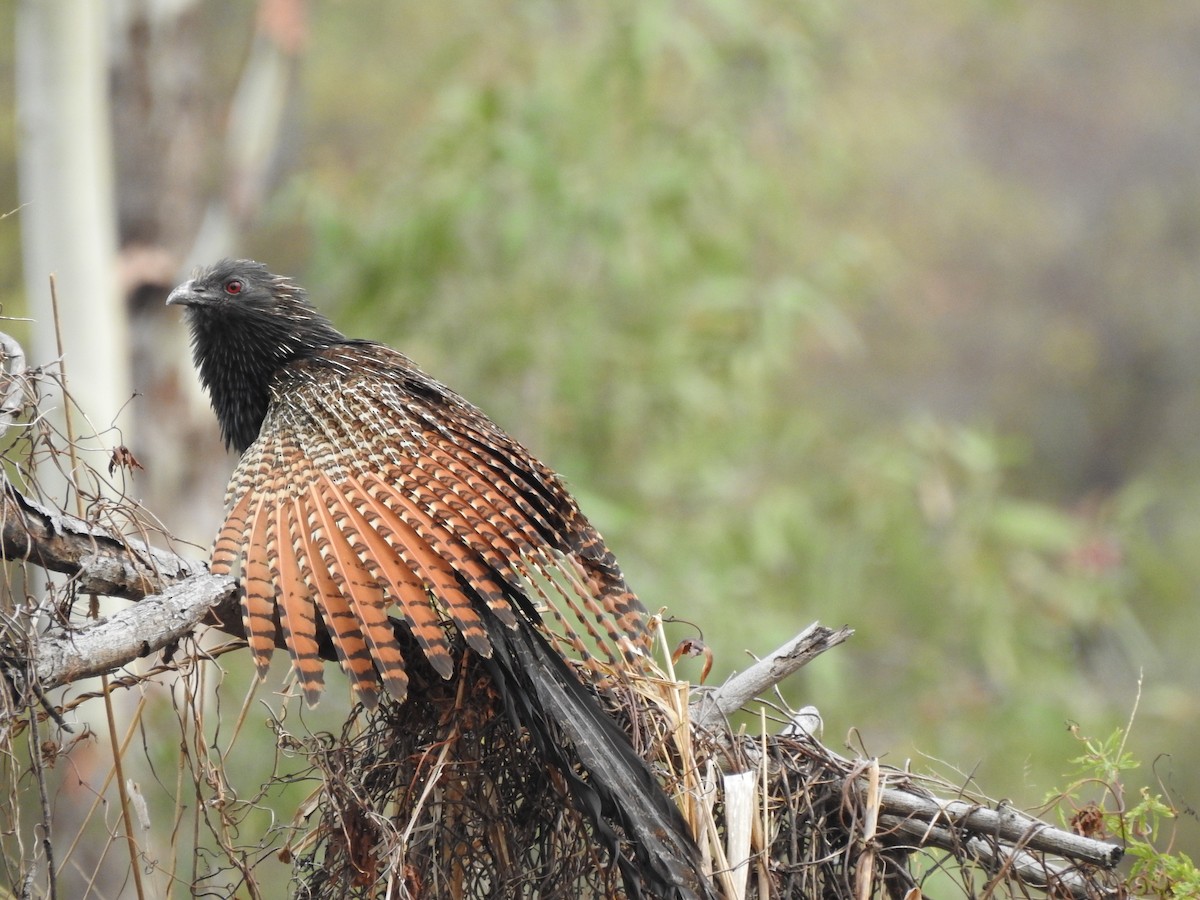 Pheasant Coucal - ML644248170