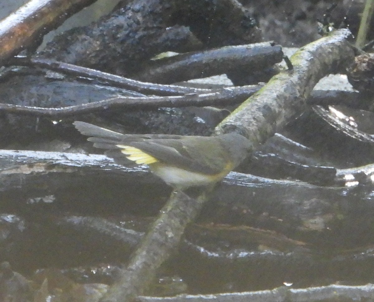 American Redstart - ML644248173
