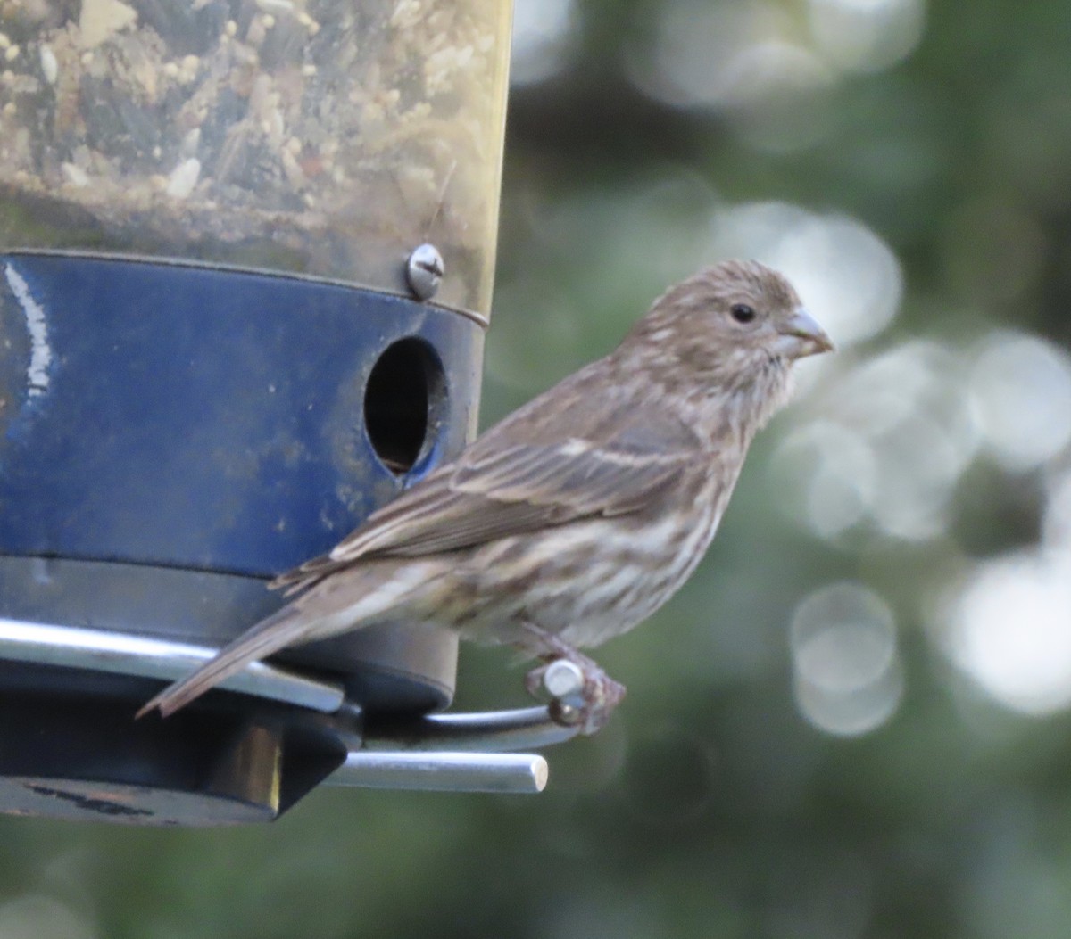 House Finch - ML644248174