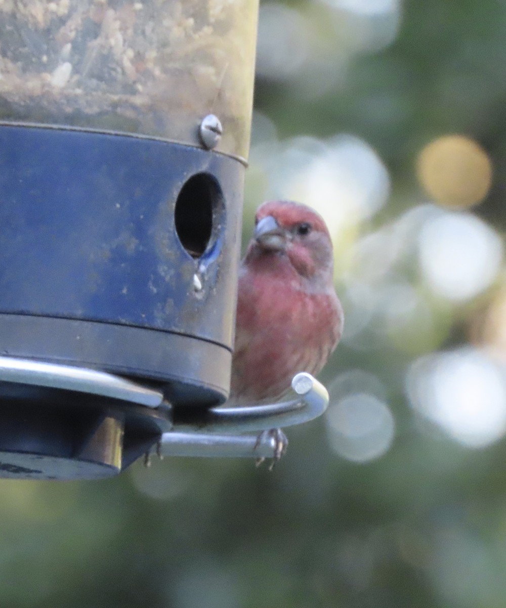 House Finch - ML644248175