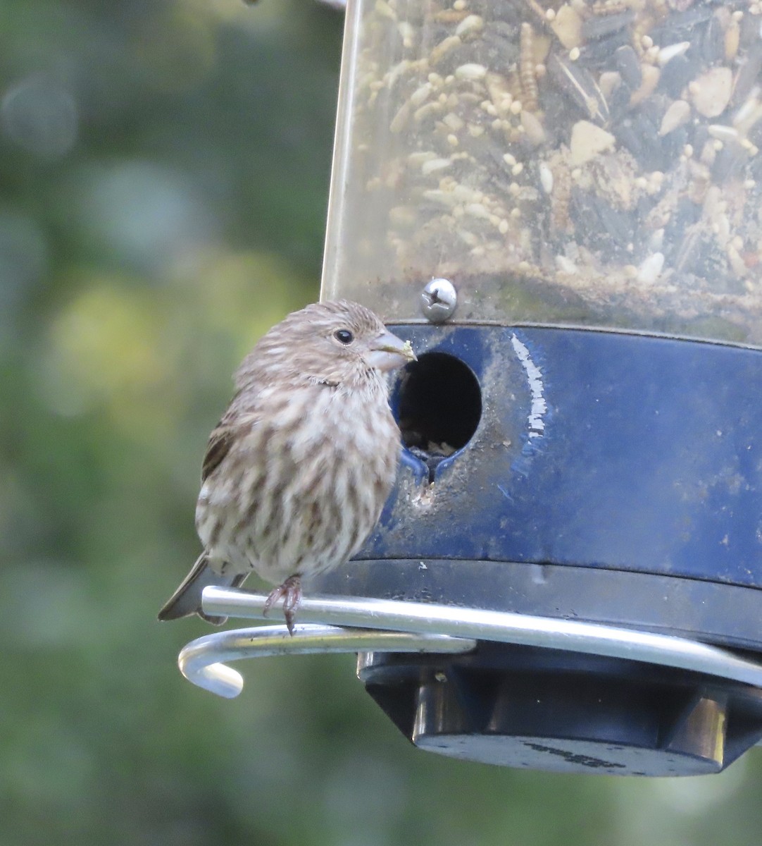 House Finch - ML644248176