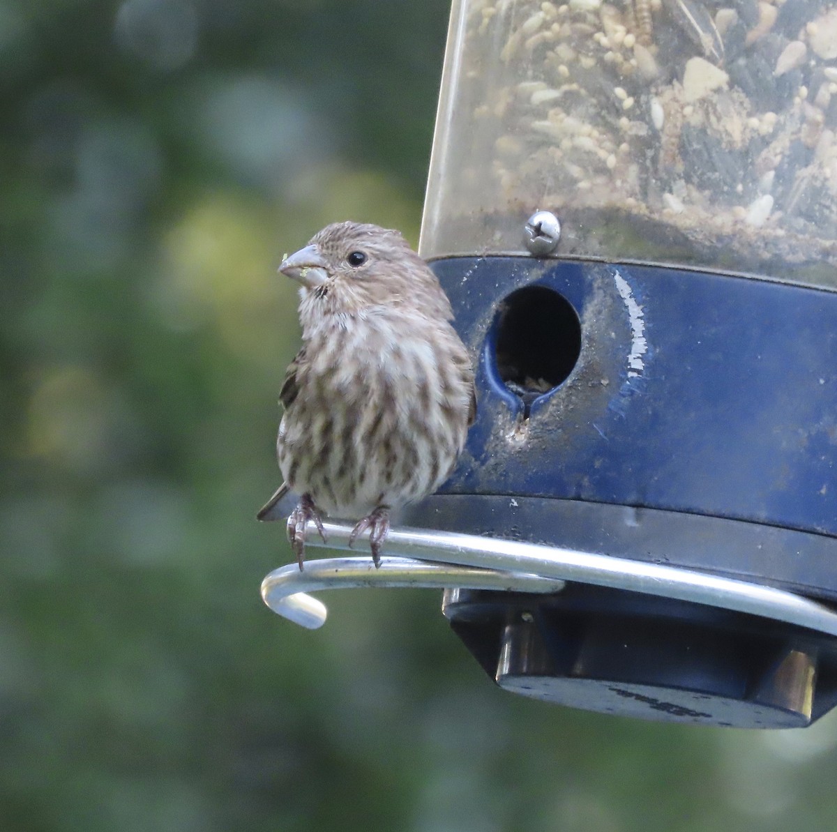 House Finch - ML644248177
