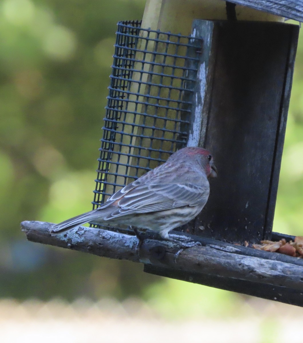 House Finch - ML644248178