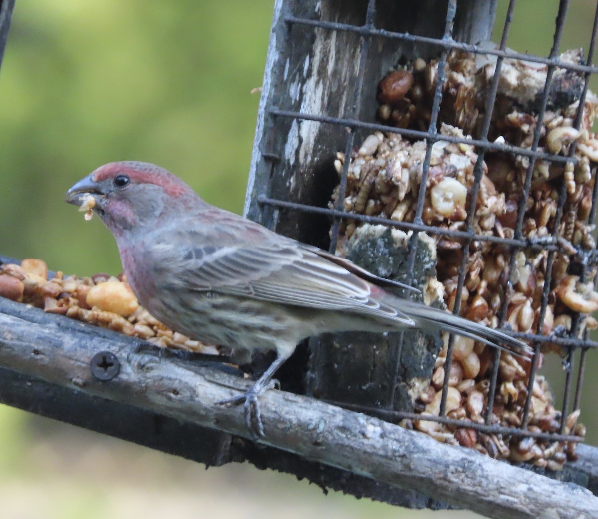 House Finch - ML644248179