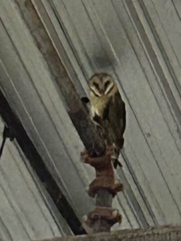 American Barn Owl - ML644248181