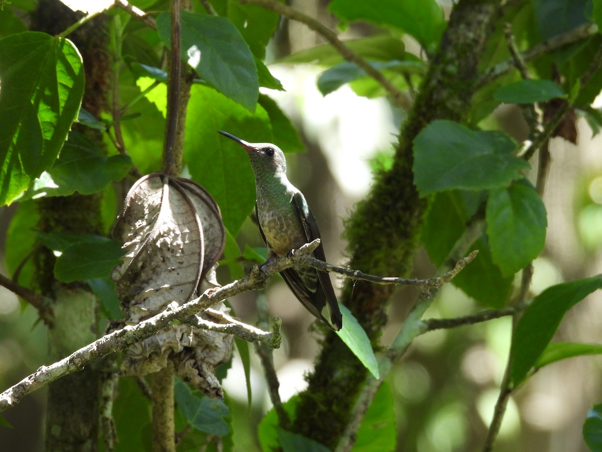 Scaly-breasted Hummingbird - ML644248182