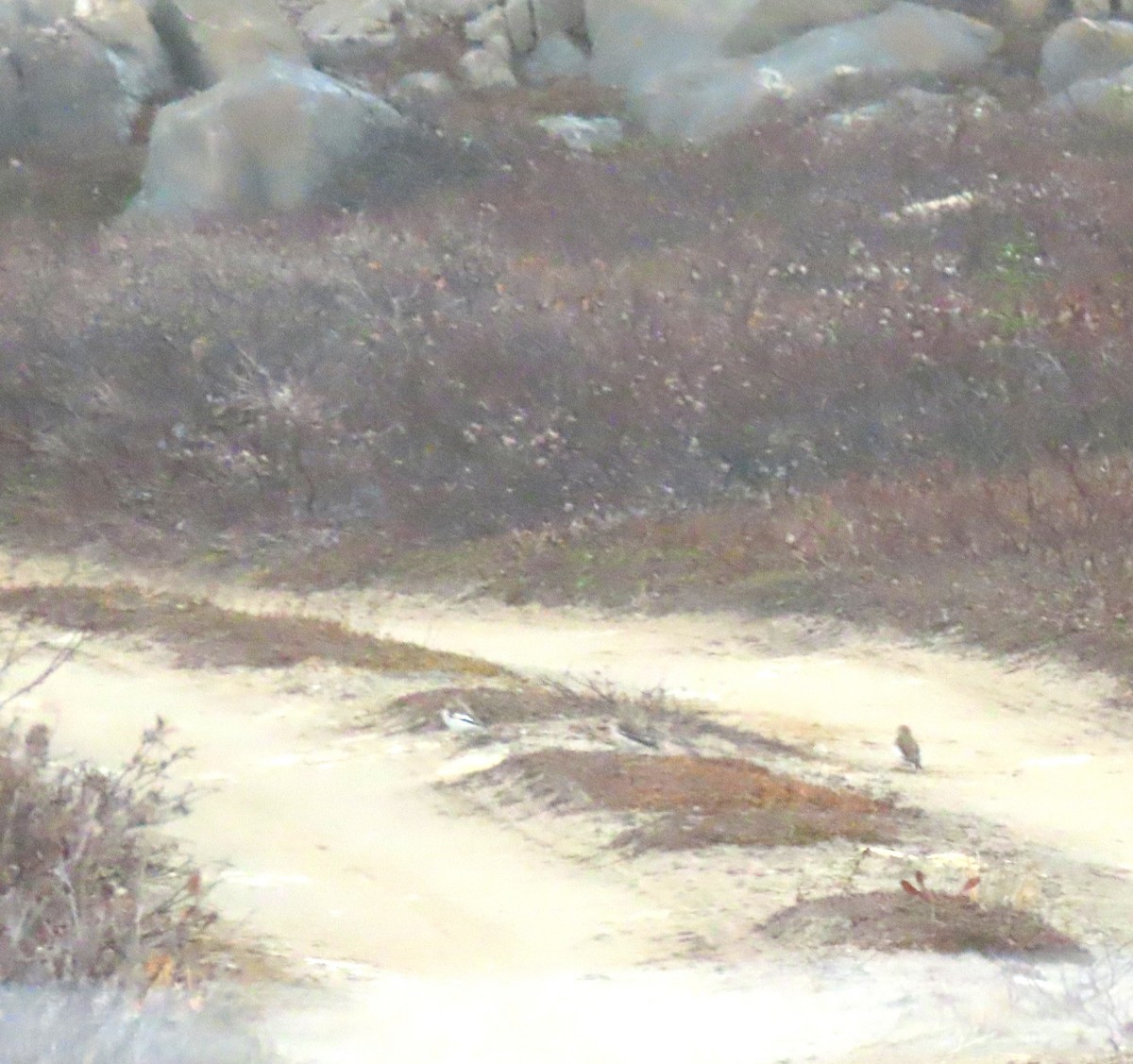 Plectrophane des neiges - ML644248185