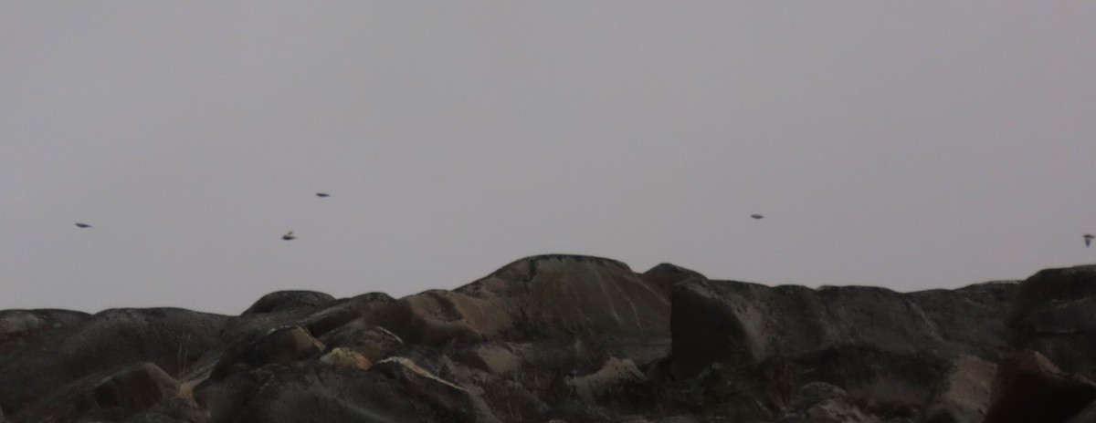 Plectrophane des neiges - ML644248186