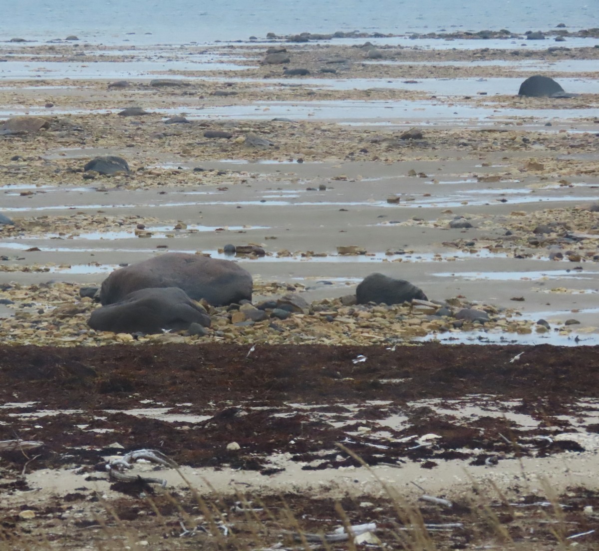 Plectrophane des neiges - ML644248187