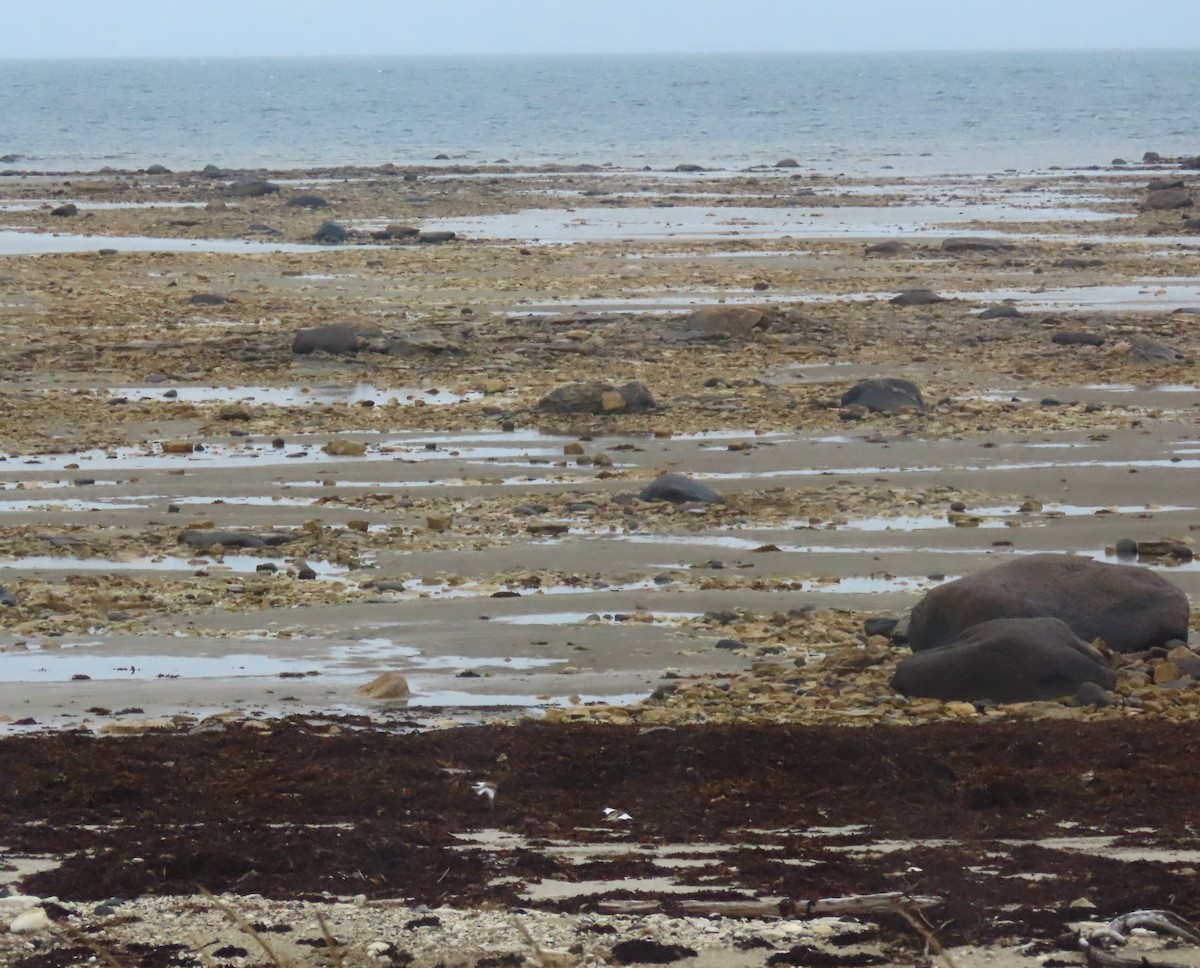 Plectrophane des neiges - ML644248188