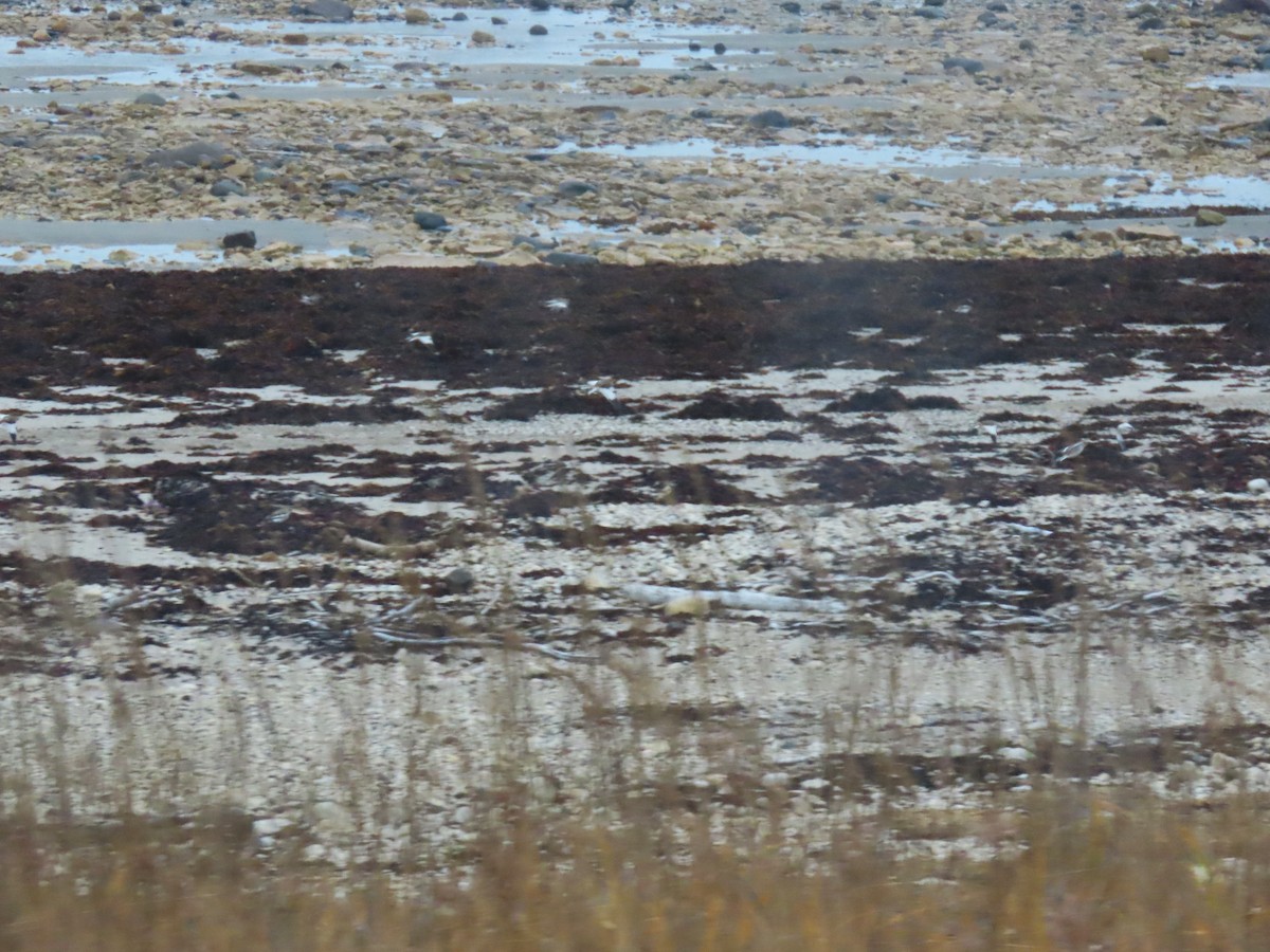 Plectrophane des neiges - ML644248189