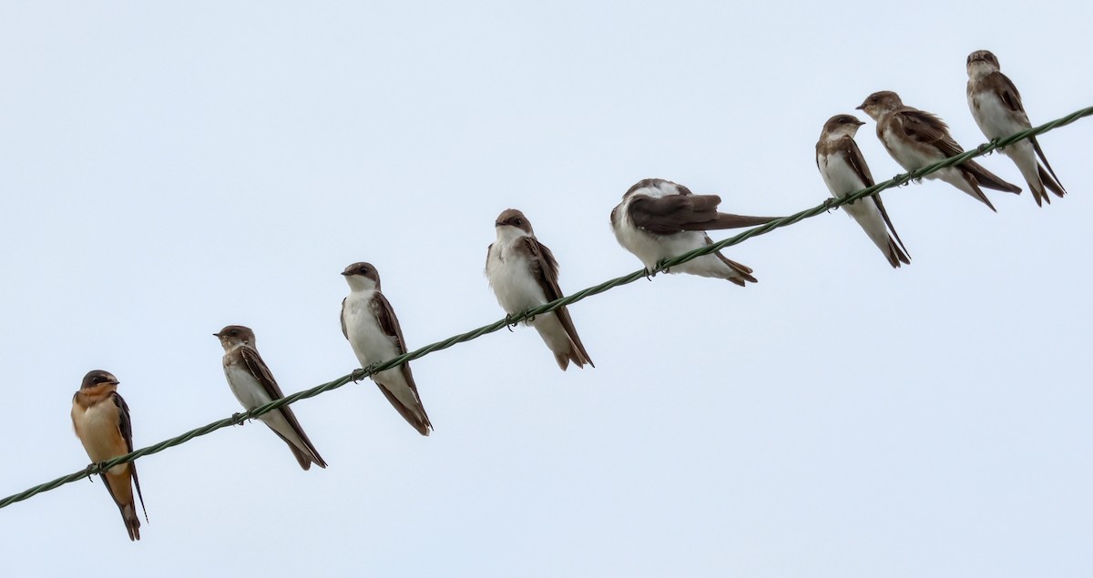 Uhalde-enara arrunta - ML644248190