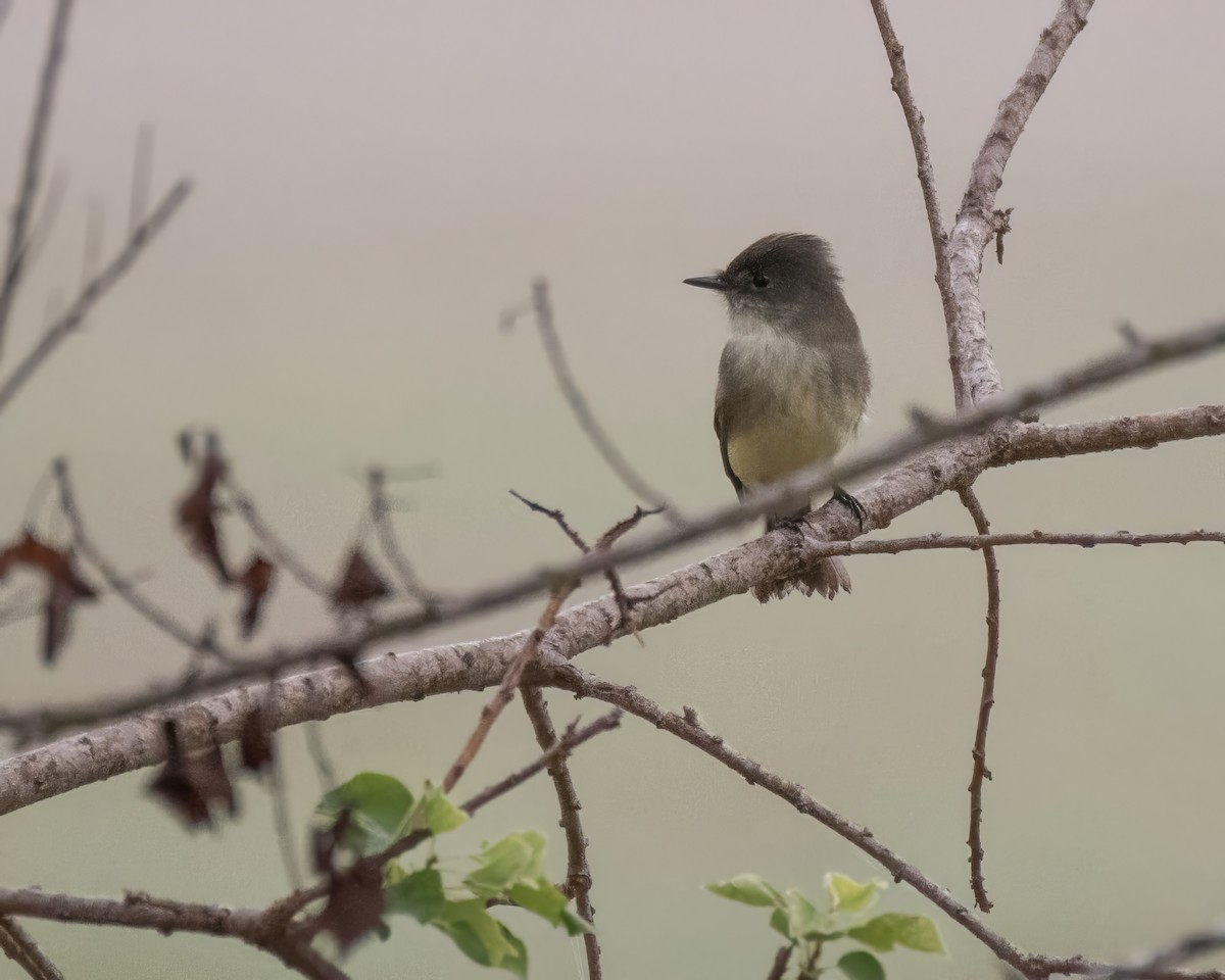 Eastern Phoebe - ML644248192