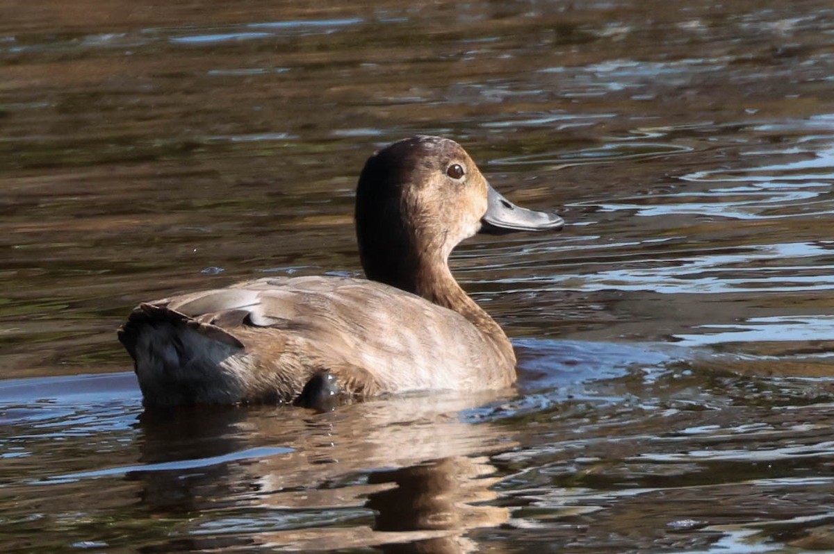 Fuligule à tête rouge - ML644248194