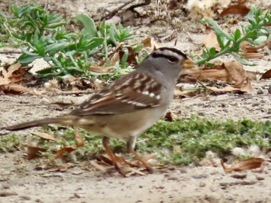 strnadec bělopásý - ML644248202