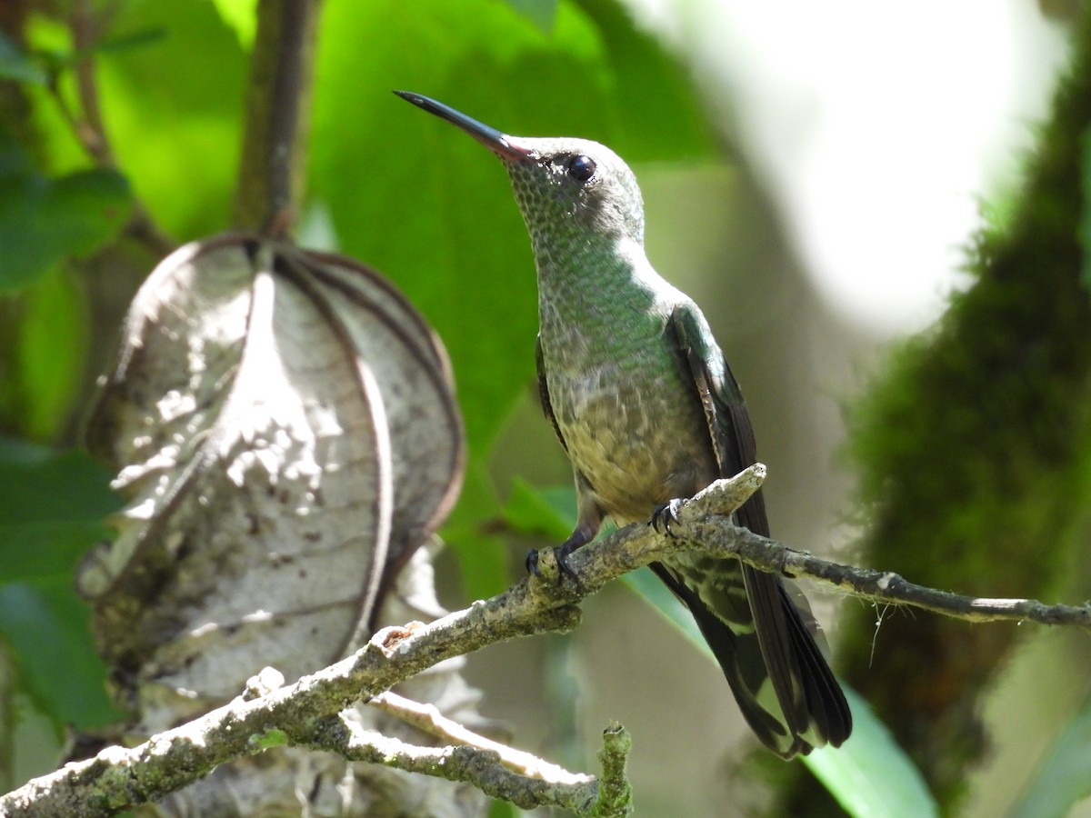 Scaly-breasted Hummingbird - ML644248204