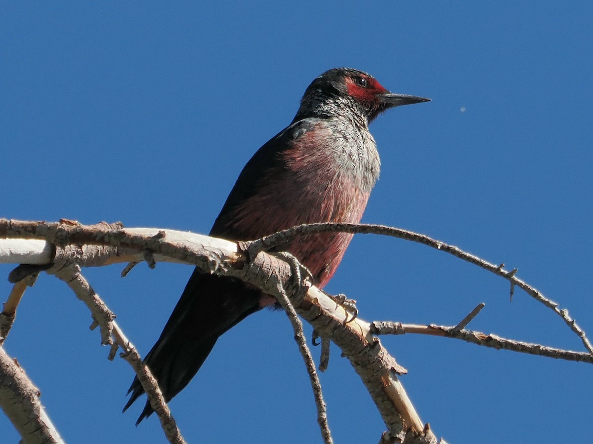 Lewis's Woodpecker - ML644248209