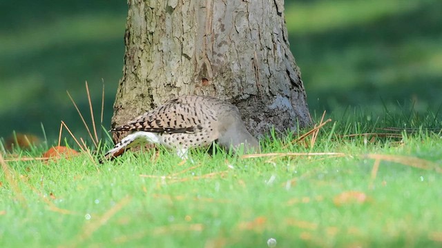 Pic flamboyant - ML644248215