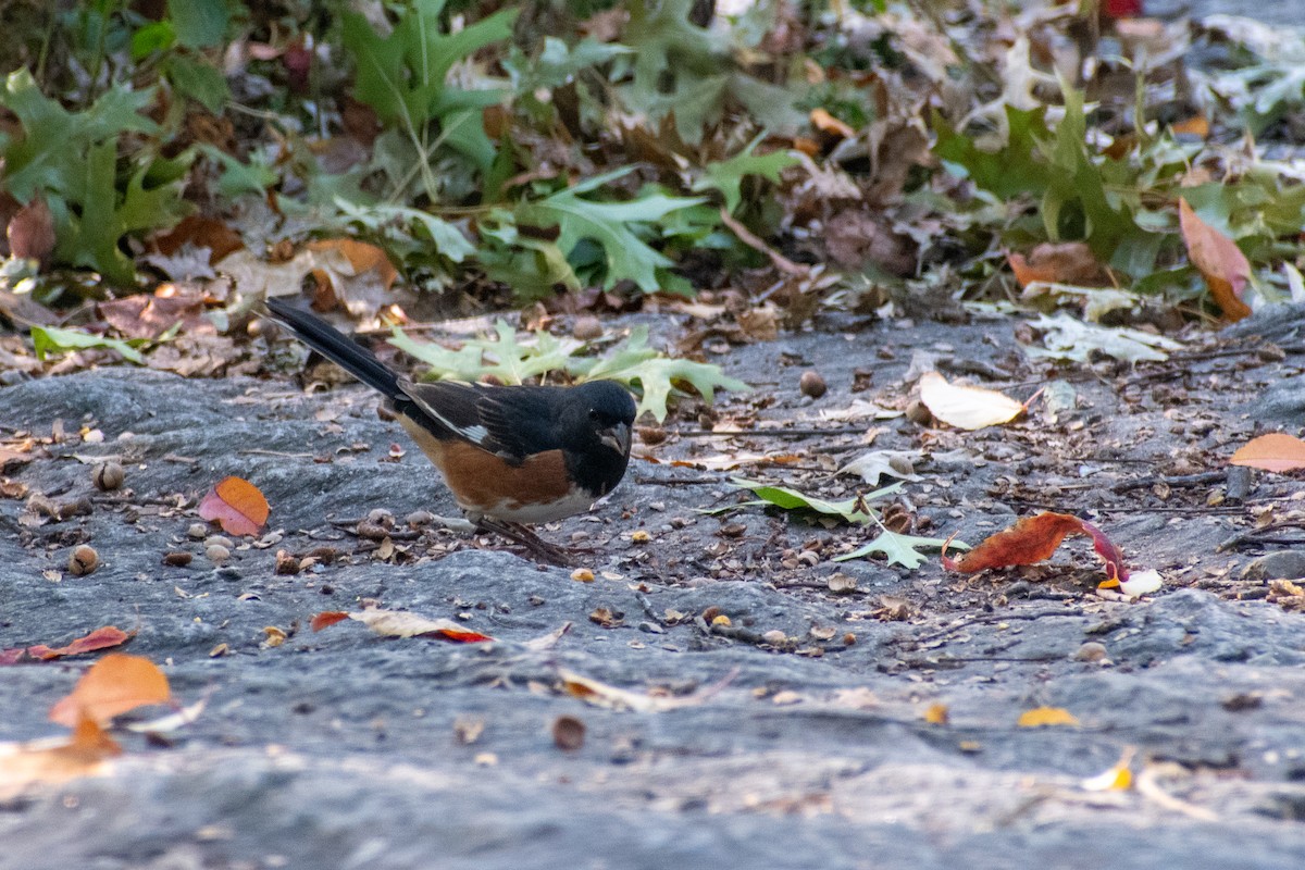 Eastern Towhee - ML644248216
