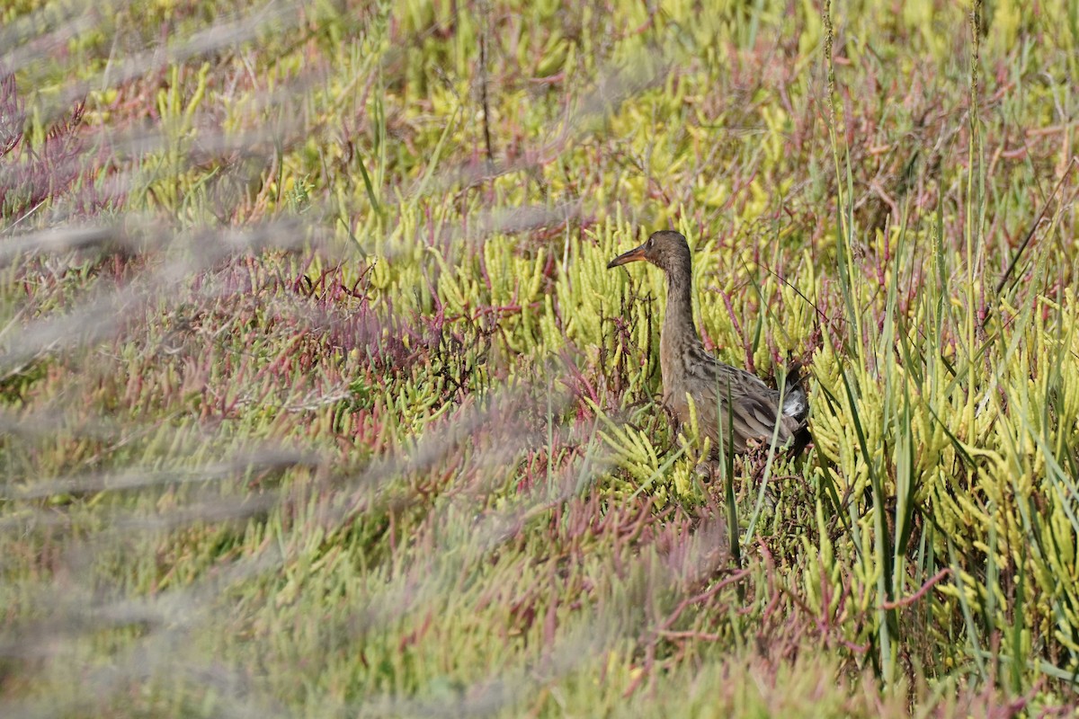 ニシオニクイナ - ML644248220