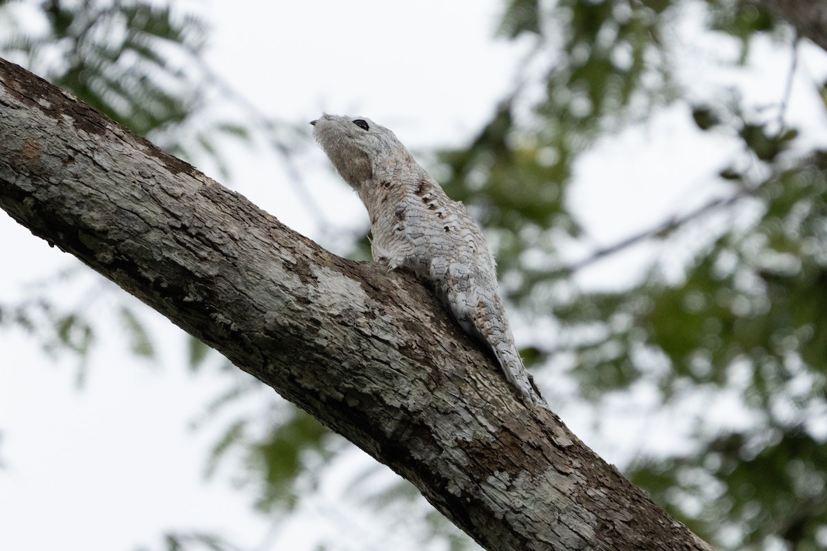Great Potoo - ML644248223
