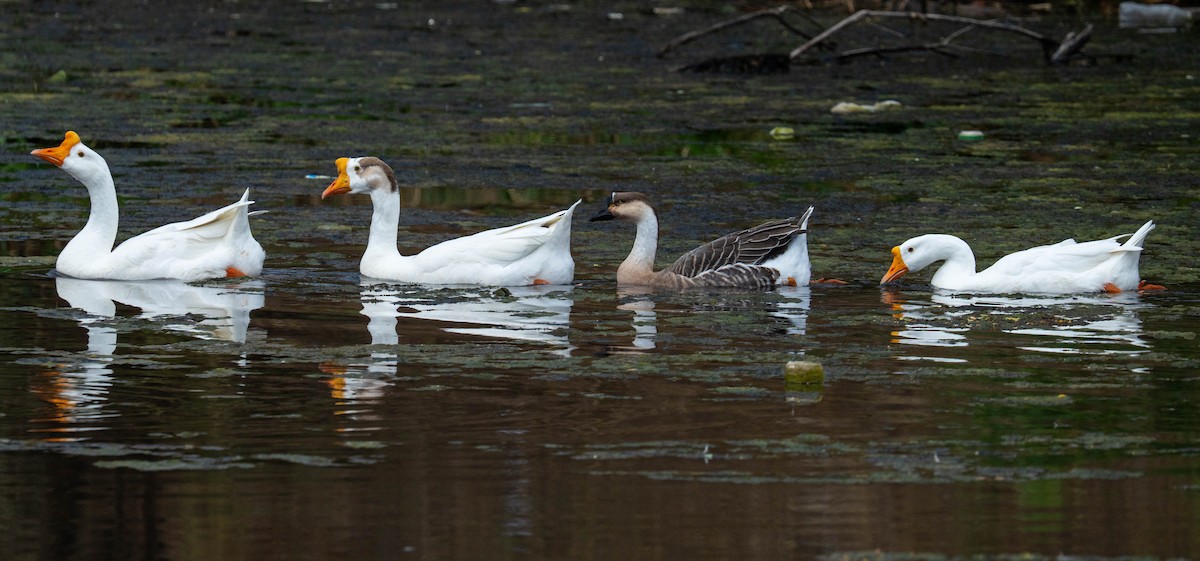tamgås (domestisert Anser sp.) - ML644248228