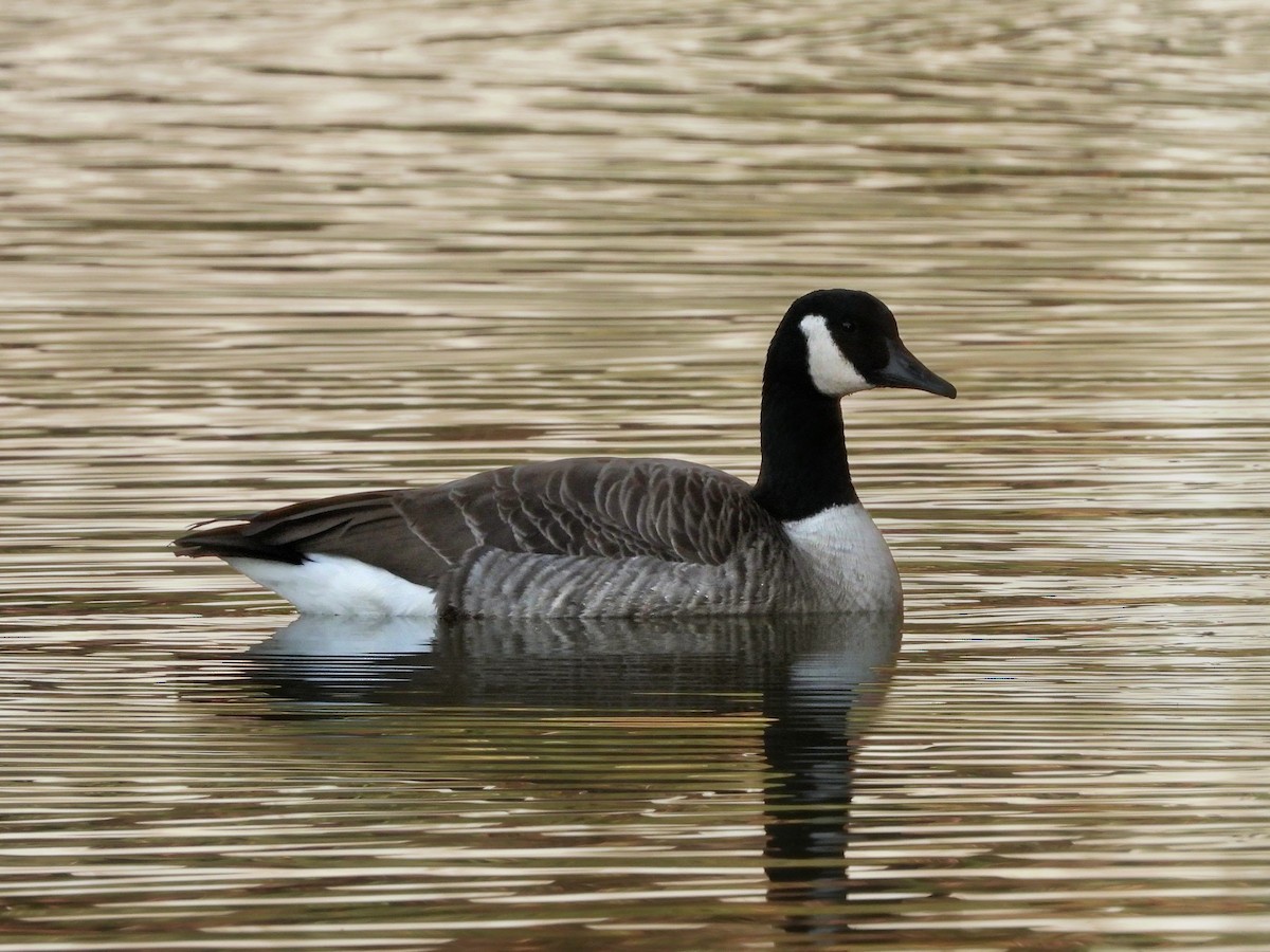 berneška velká - ML644248238