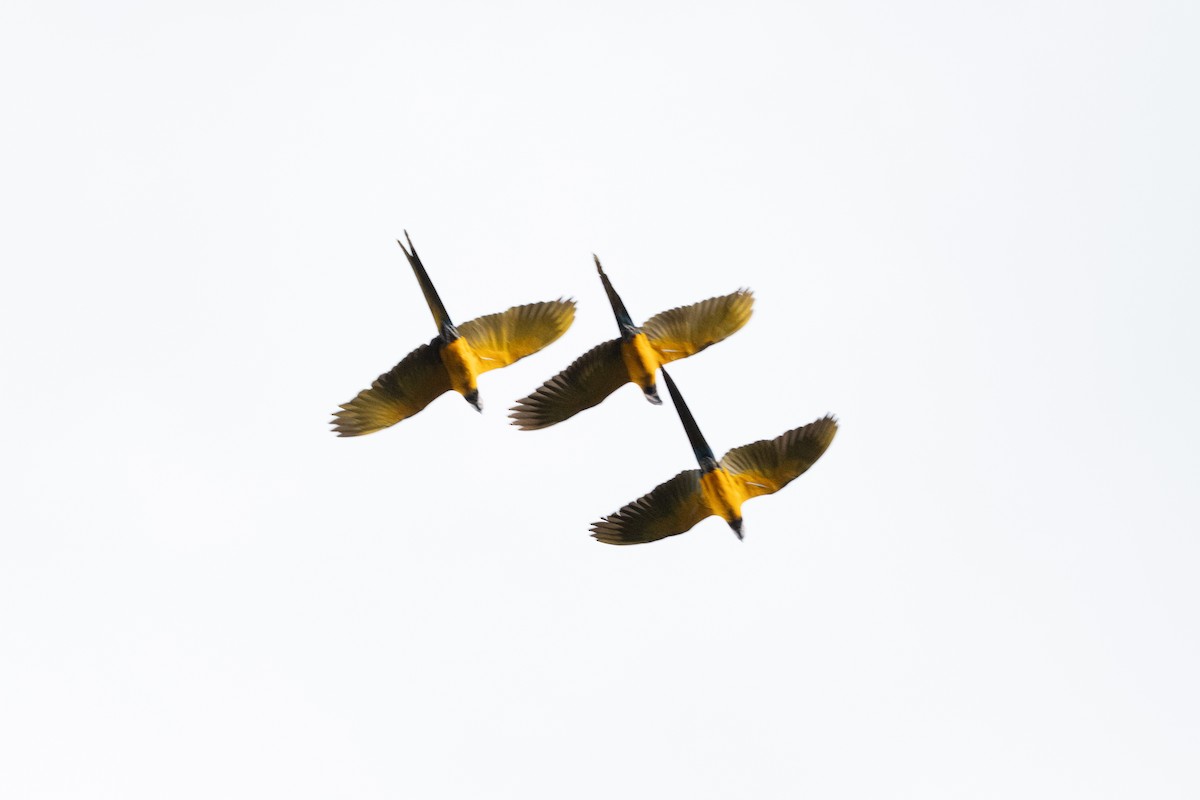 ルリコンゴウインコ - ML644248239