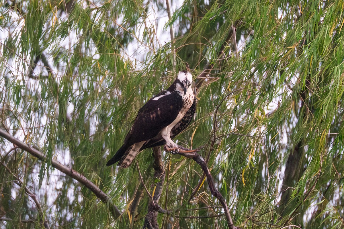 Osprey - ML644248241