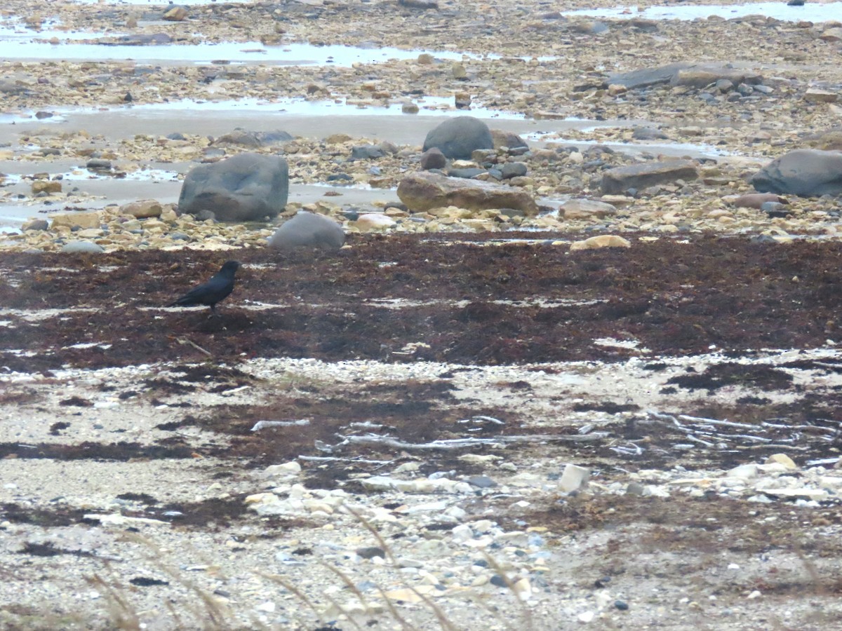 Grand Corbeau - ML644248243