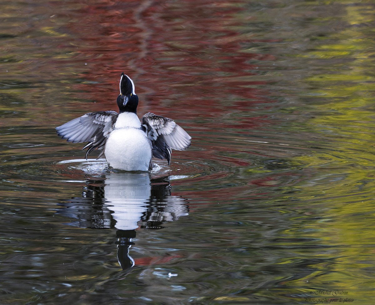 Hooded Merganser - ML644248248