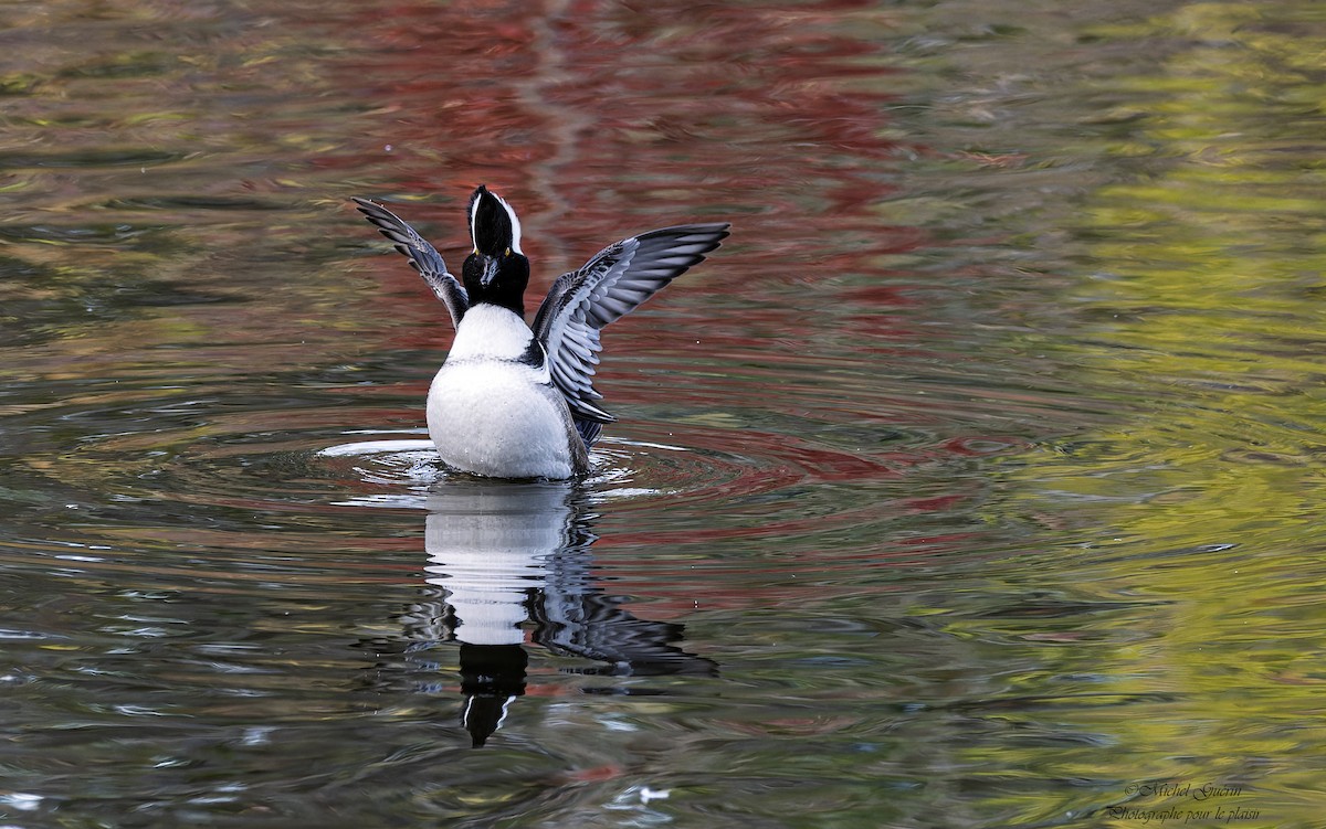 Hooded Merganser - ML644248249
