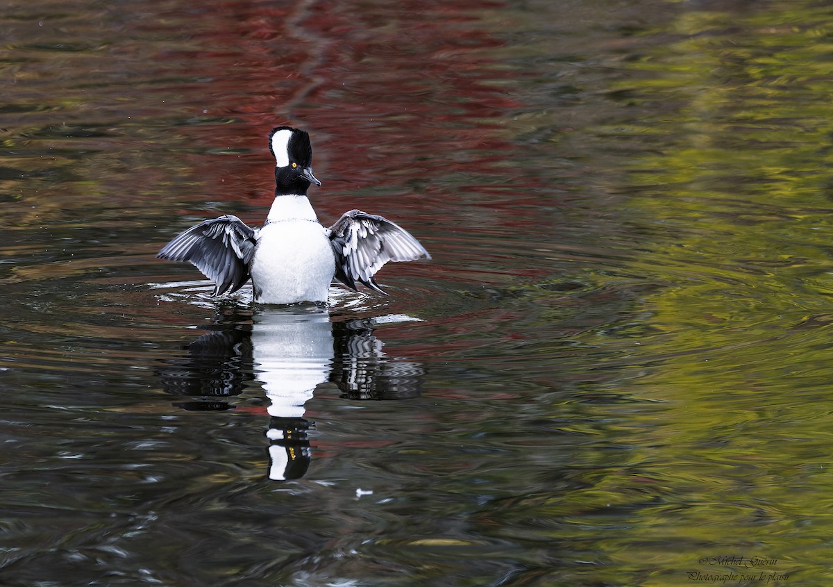 Hooded Merganser - ML644248250