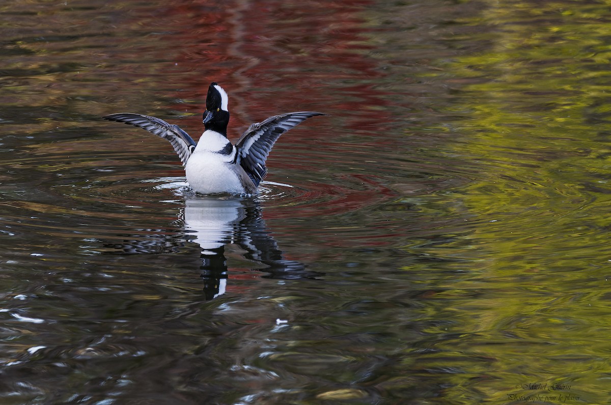 Hooded Merganser - ML644248251