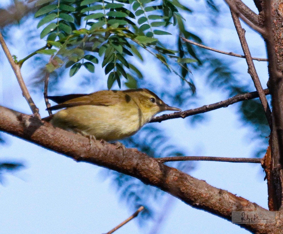 Rousserolle des buissons - ML644248255