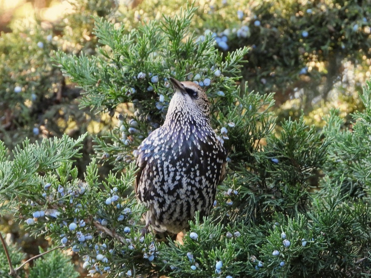 Arabazozo pikarta - ML644248256