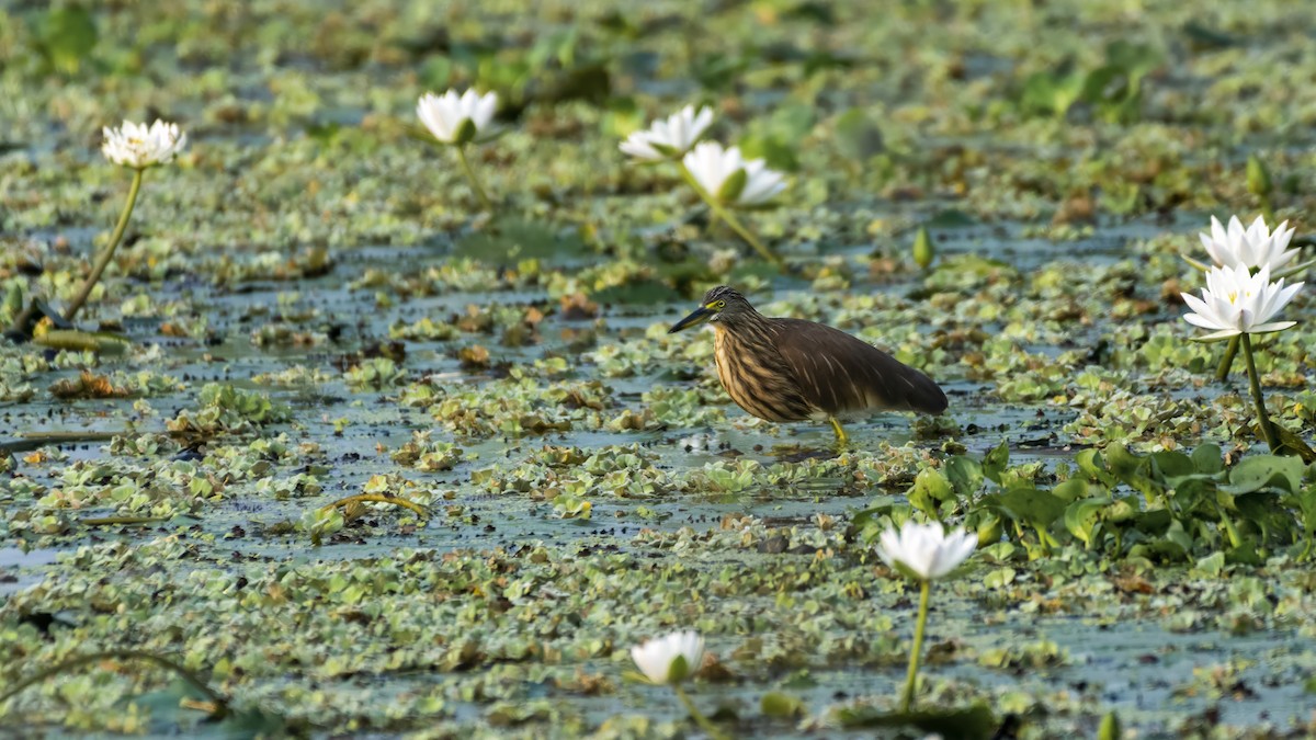 Indian Pond-Heron - ML644248275