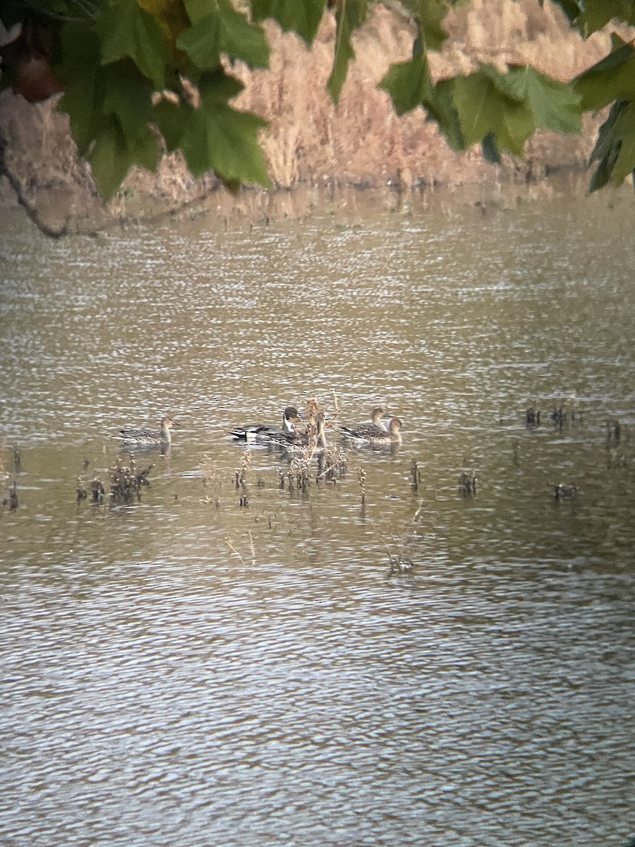 Codone - ML644248283