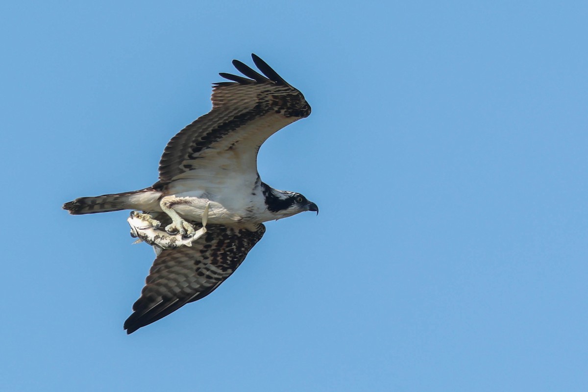 Osprey - ML644248284