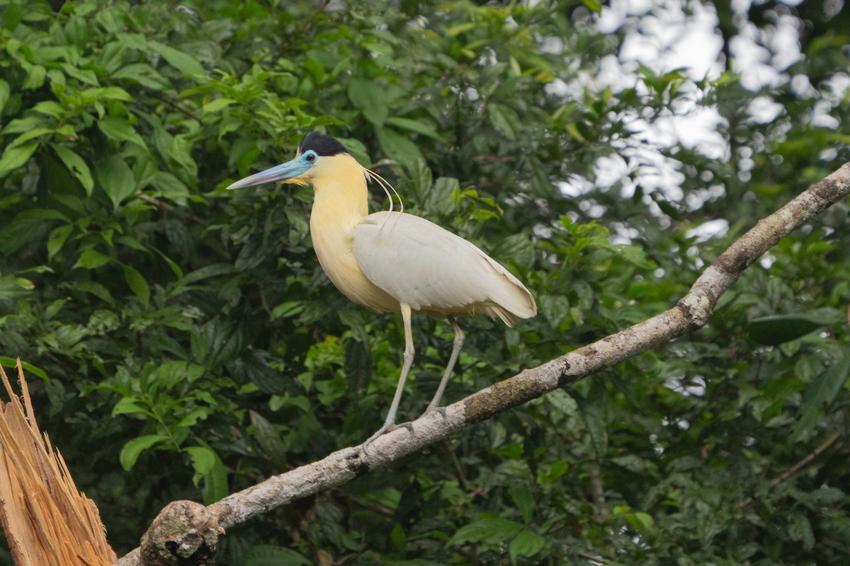 Capped Heron - ML644248290